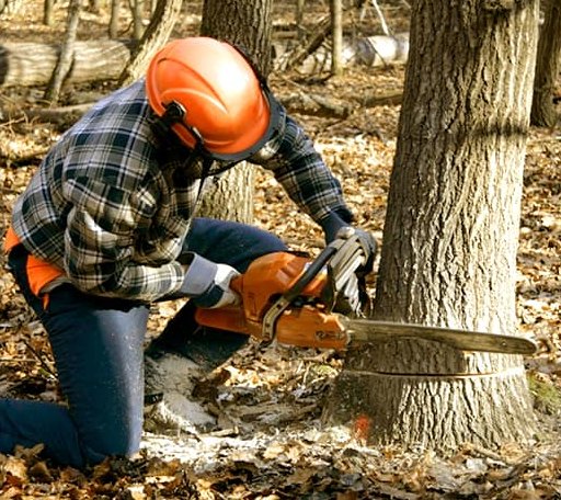 Tree Removal in Oakhurst, TX